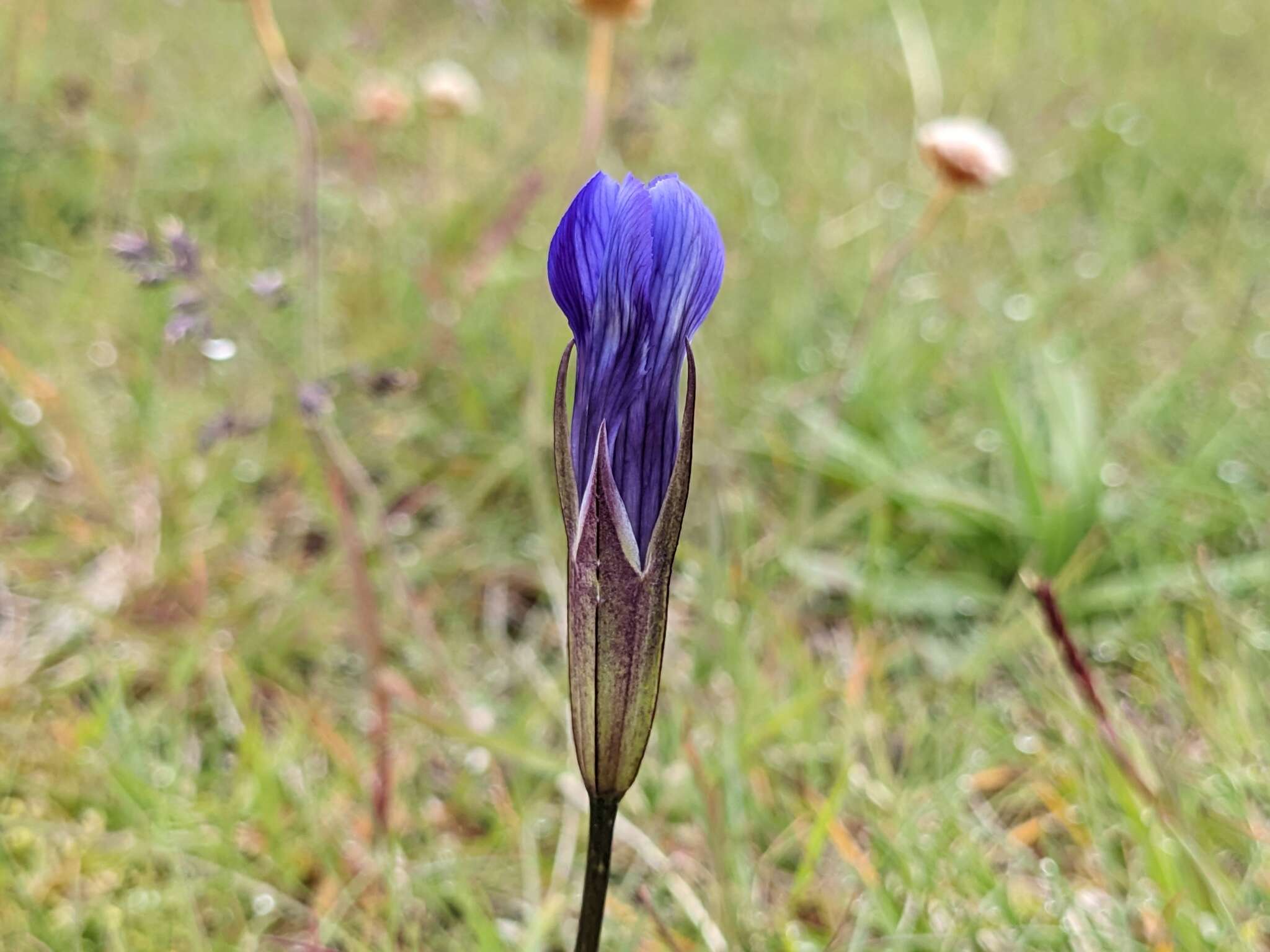 Image of windmill fringed gentian