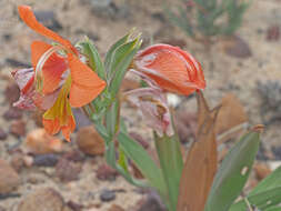 Imagem de Gladiolus pulcherrimus (G. J. Lewis) Goldblatt & J. C. Manning