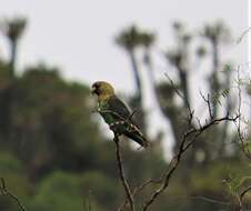 Image of Brown-necked Parrot