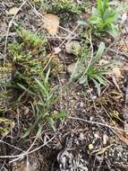 Image of Polygala tenuifolia Willd.