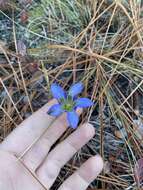 Image of pine barren gentian