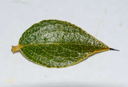 Image of Diospyros grisebachii (Hiern) Standl.