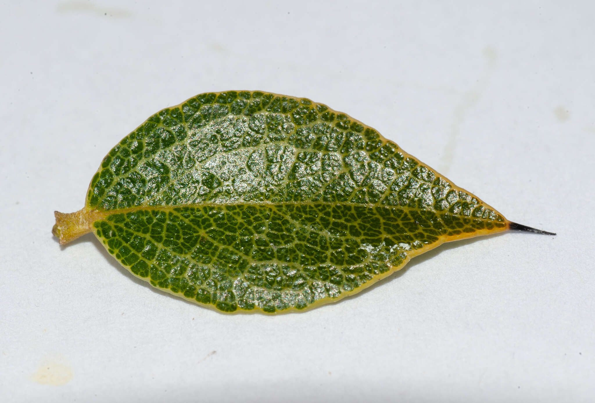 Image of Diospyros grisebachii (Hiern) Standl.