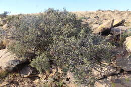 Sivun Diospyros pubescens var. microphylla (Burch.) kuva