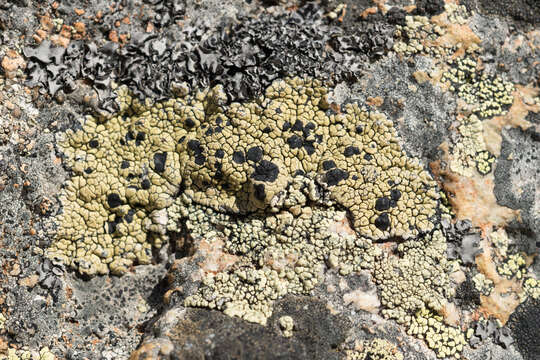 Image of Armenia tephromela lichen