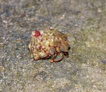 Image of orange claw hermit crab