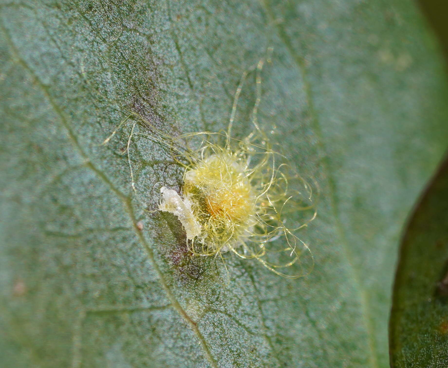 Imagem de Creiis longipennis (Walker 1852)