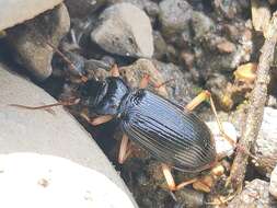 Image of Nebria (Paranebria) macrogona Bates 1873