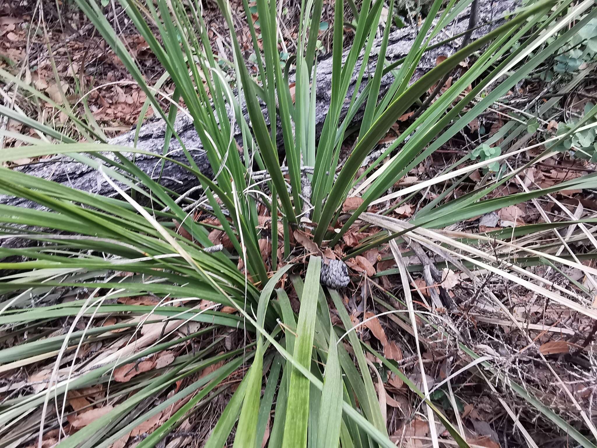 Image of Nolina cespitifera Trel.