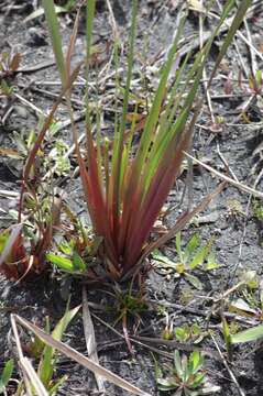 Image of Small's yelloweyed grass