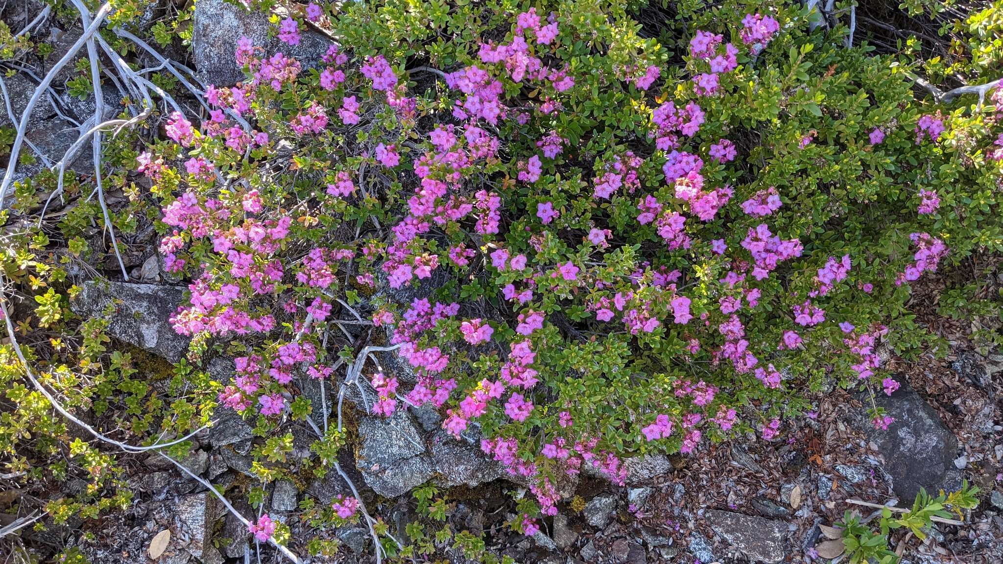 Image of North Umpqua kalmiopsis