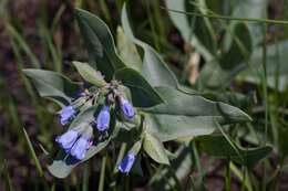 Image of prairie bluebells