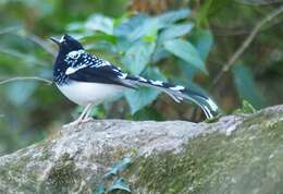 Image of Spotted Forktail