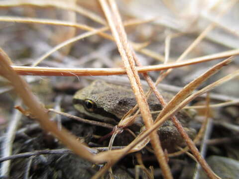 Image of Pseudacris sierra (Jameson, Mackey & Richmond 1966)