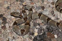 Image of Chihuahuan Desert Lyresnake