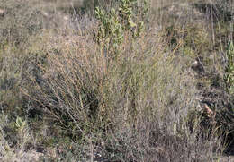 Image of Bupleurum fruticescens Loefl. ex L.