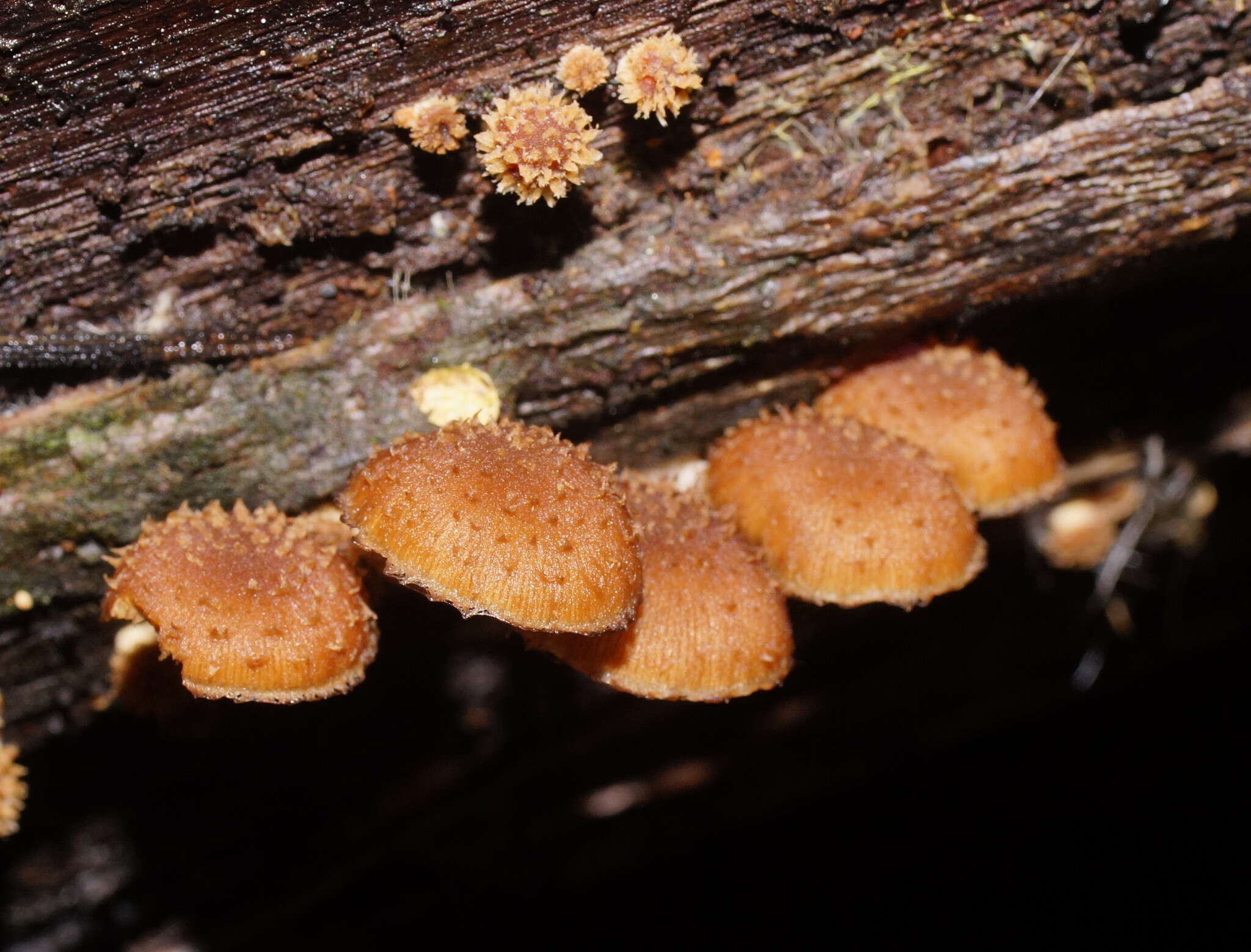 Image of Psathyrella echinata (Cleland) Grgur. 1997