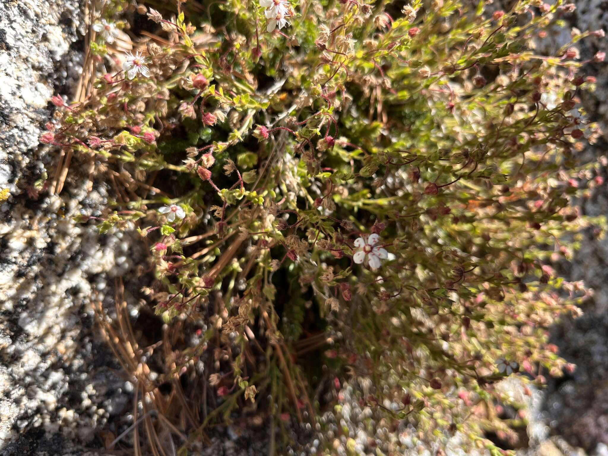 Image of Tahquitz mousetail