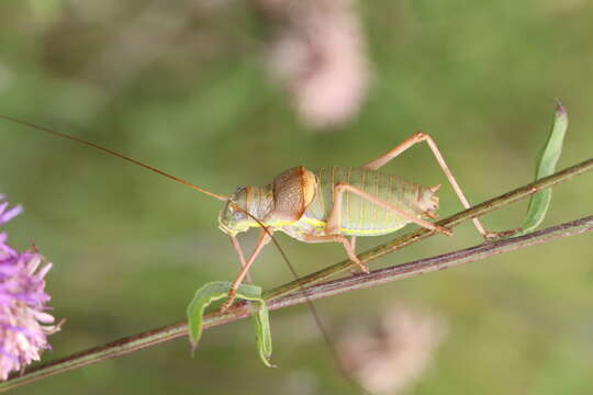 Image of saddle-backed bush-cricket