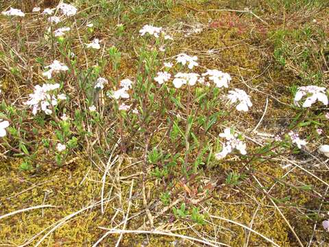 Plancia ëd Iberis procumbens Lange