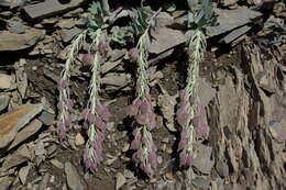 Image de Pseudovesicaria digitata (C. A. Mey.) Rupr.