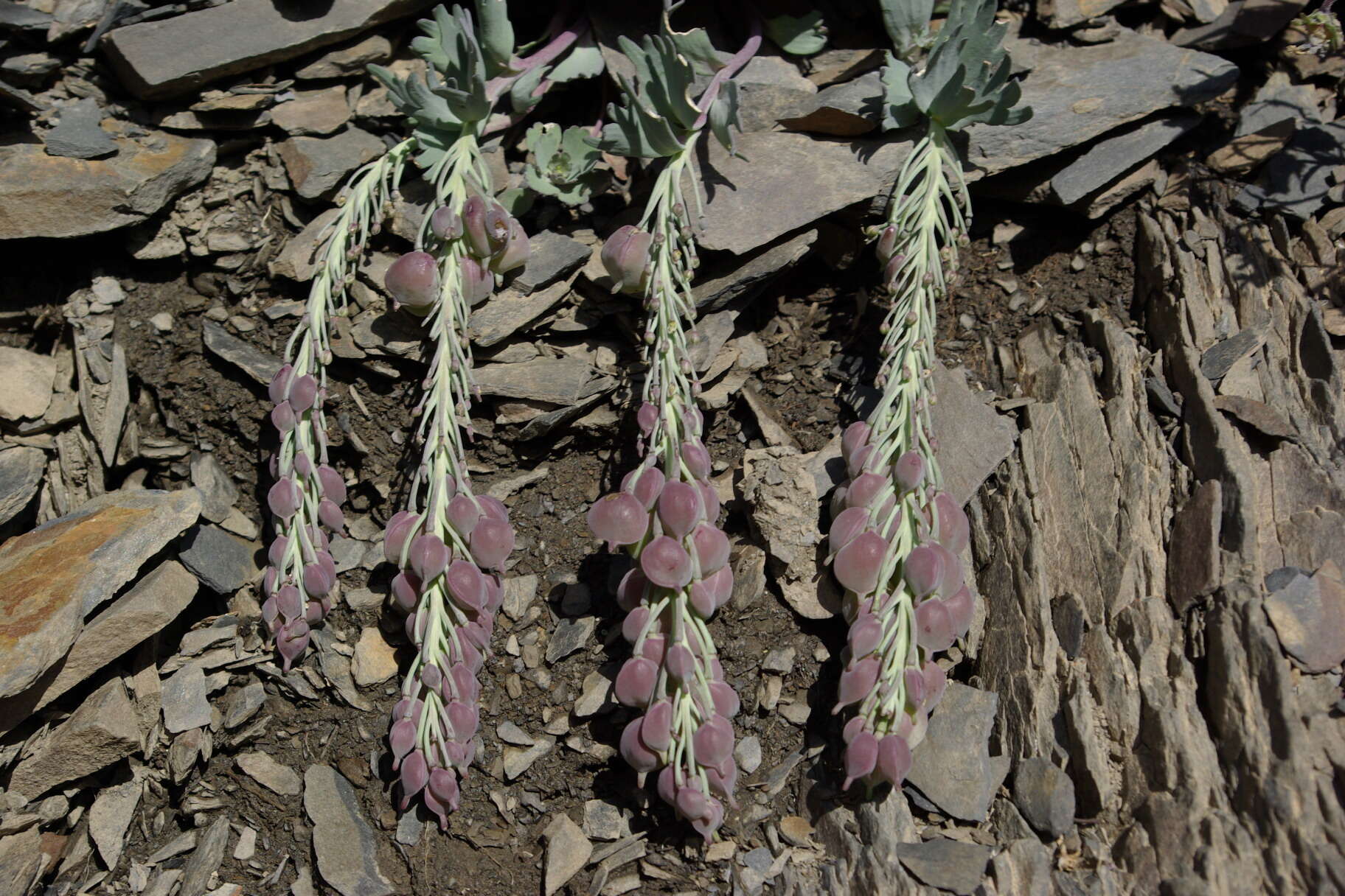 Pseudovesicaria digitata (C. A. Mey.) Rupr. resmi