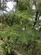 Imagem de Vachellia davyi (N. E. Br.) Kyal. & Boatwr.