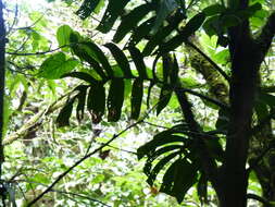 Image of Monstera tenuis K. Koch