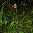 Image of Coccineorchis cernua (Lindl.) Garay