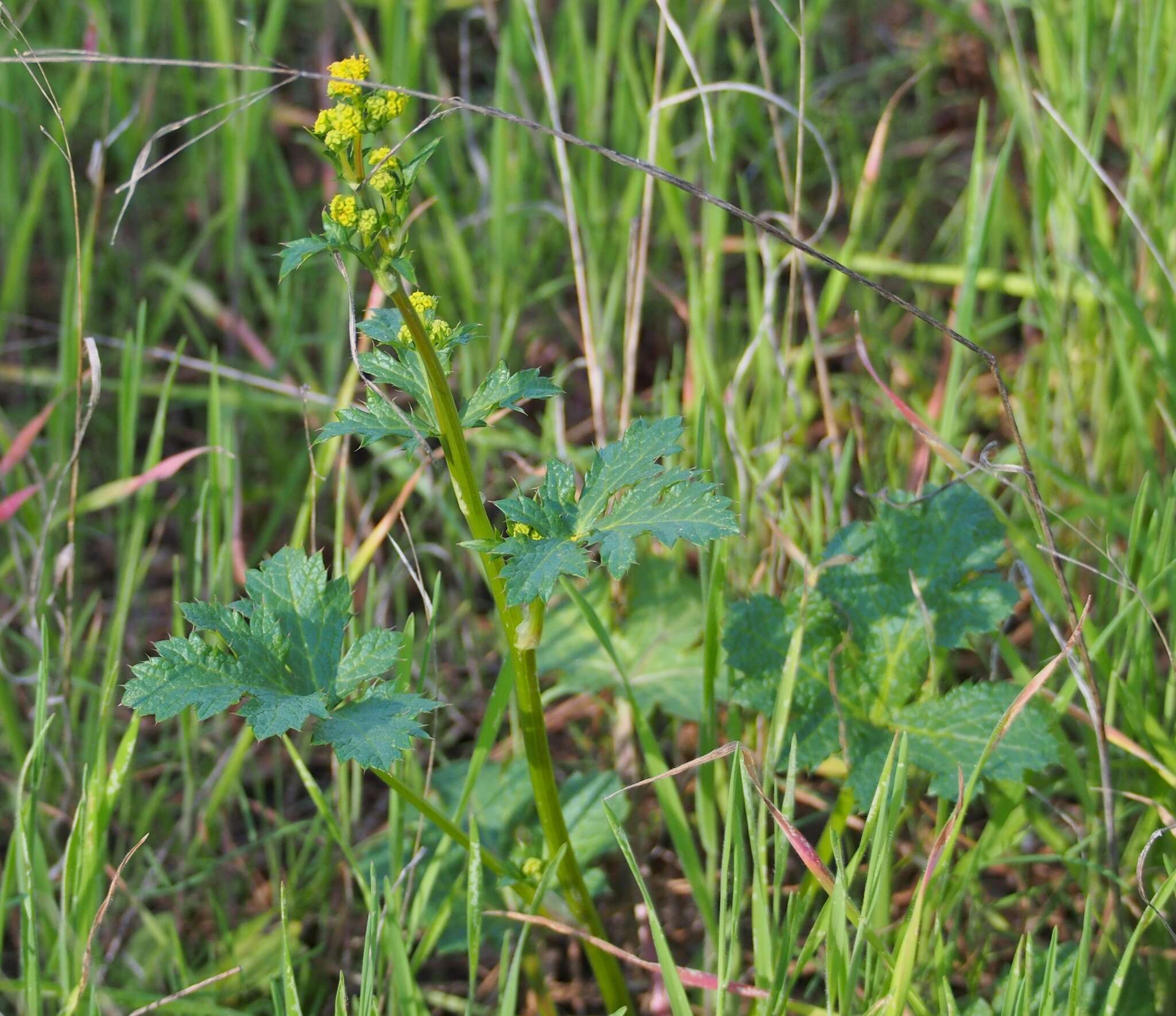 Image of poison sanicle