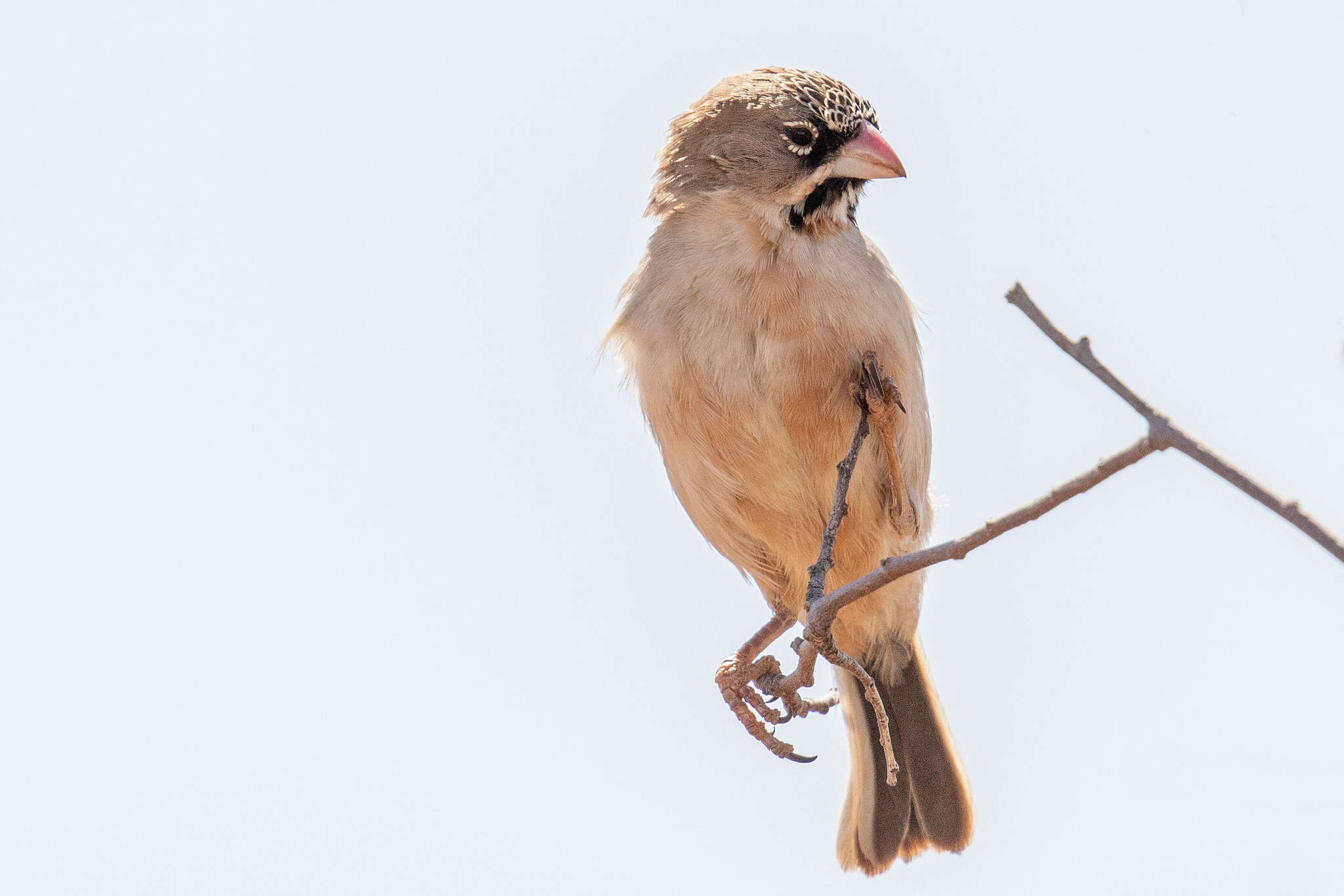 صورة Sporopipes Cabanis 1847