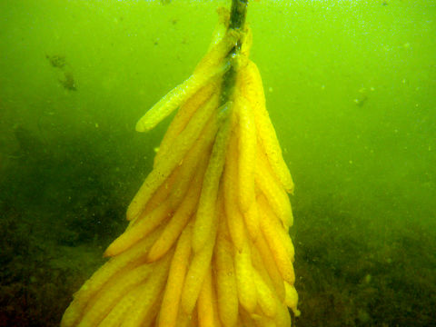 Image of European squid