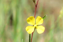 Image of Seaside Primrose-Willow