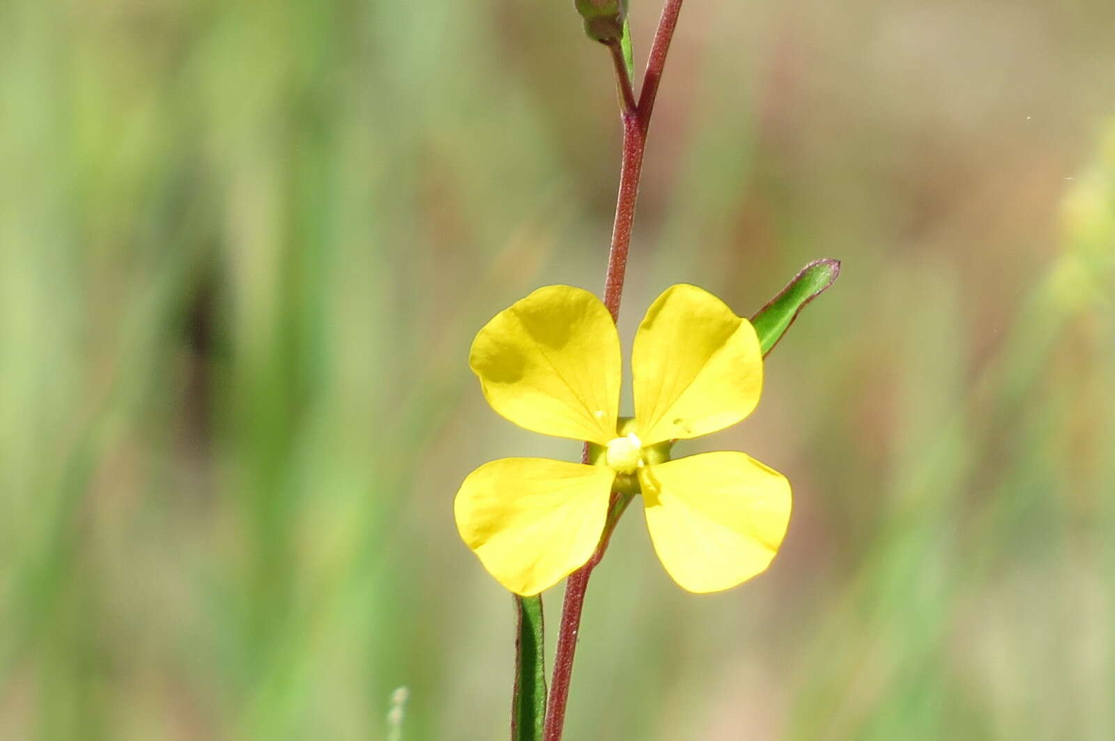 Image of Seaside Primrose-Willow