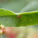 Image of Whitefly