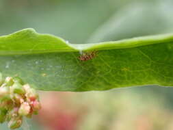 Image of Whitefly