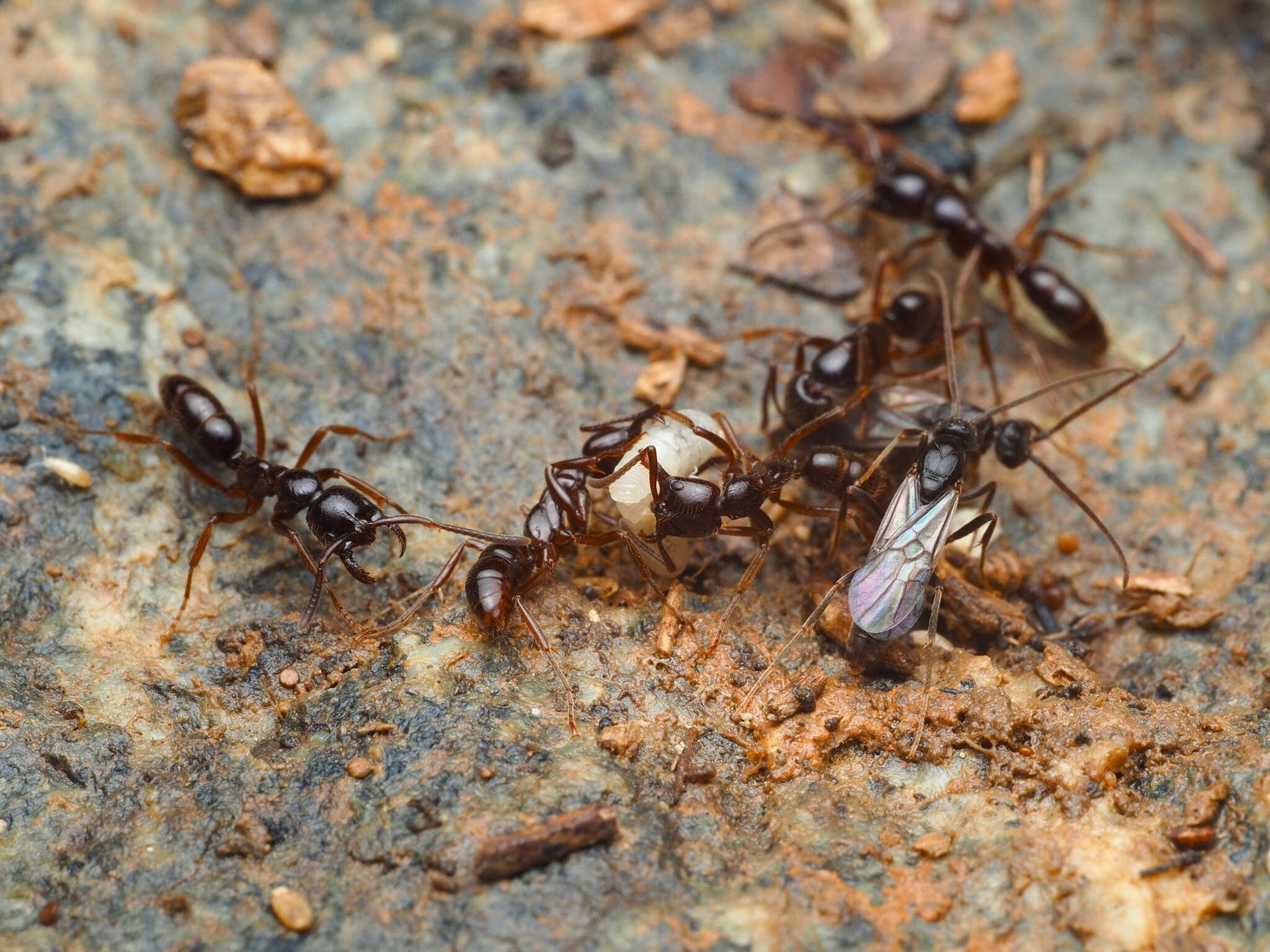 Leptogenys processionalis (Jerdon 1851)的圖片