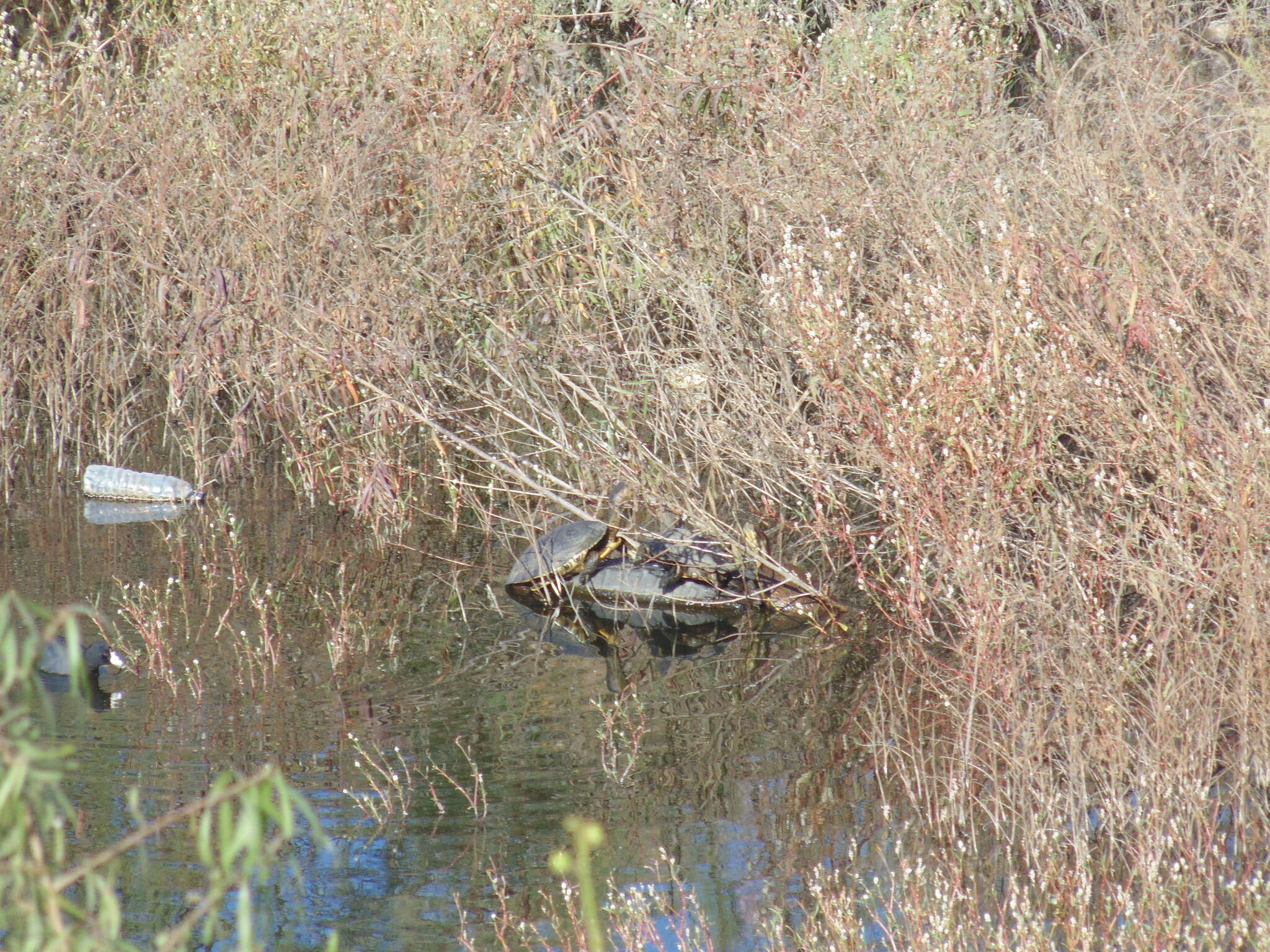 Image of Yaqui Slider