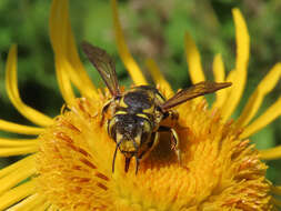 Image de Anthidium florentinum (Fabricius 1775)