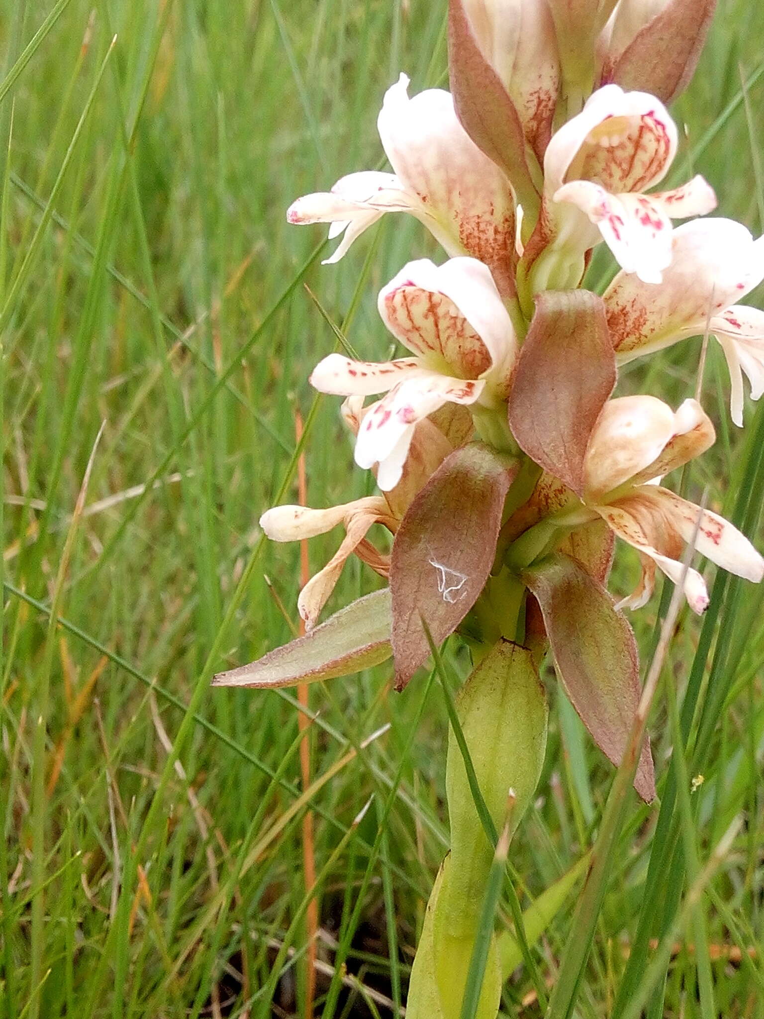 Image de Satyrium sphaerocarpum Lindl.