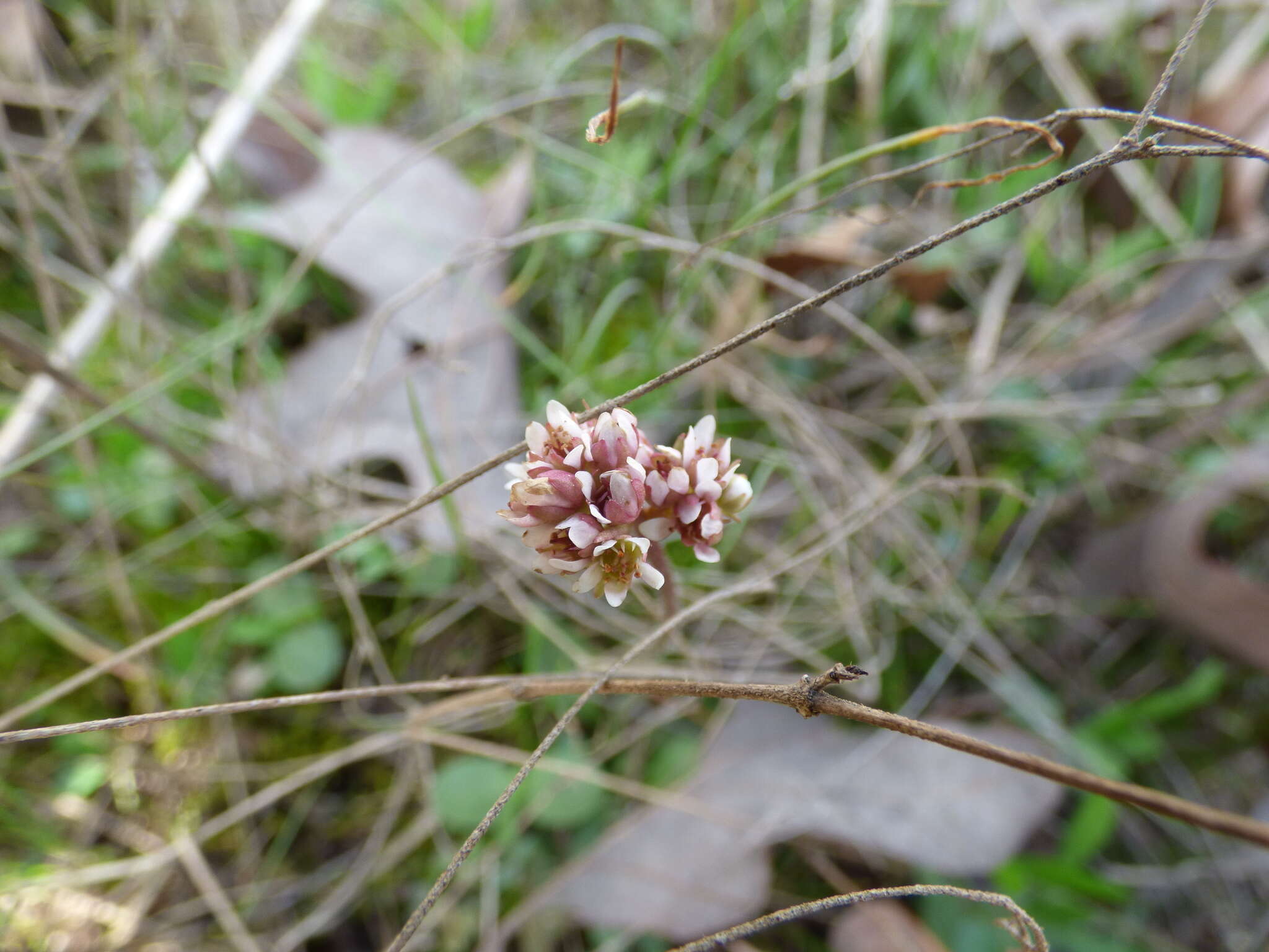 Plancia ëd Micranthes texana (Buckl.) Small