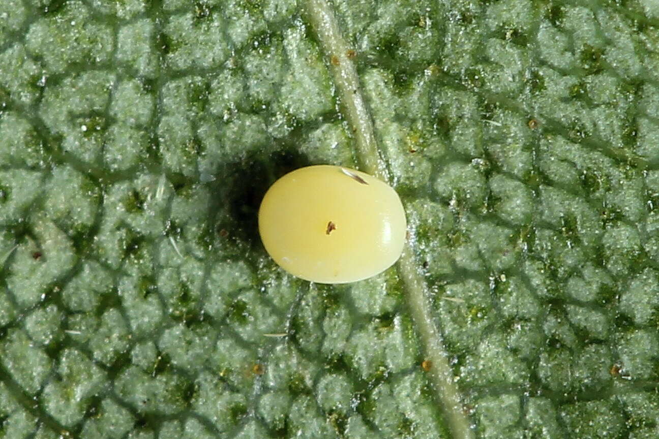 Image of large emerald