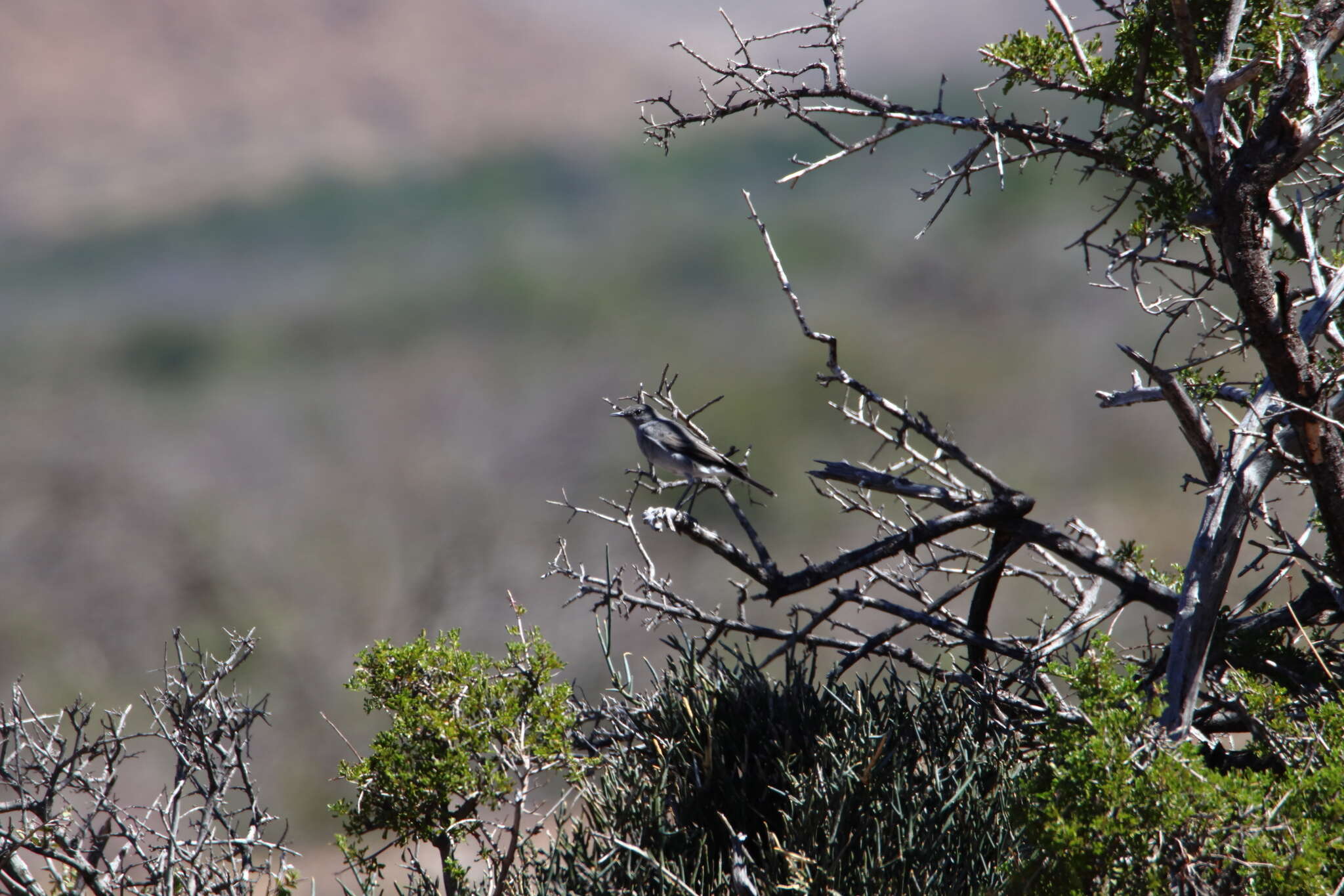 Image of Karoo Chat