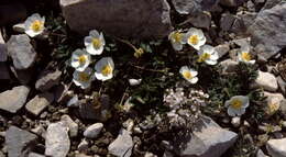 Image of Ranunculus seguieri subsp. seguieri