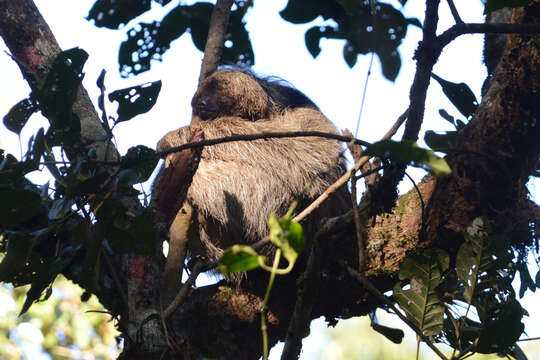 Image of Maned sloth