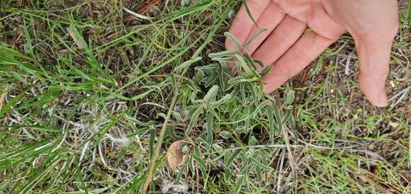 Image of dwarf milkweed