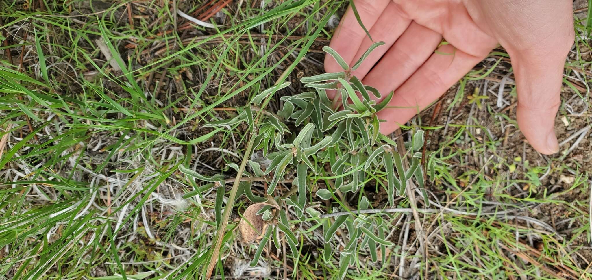 Слика од Asclepias involucrata Engelm. ex Torr.