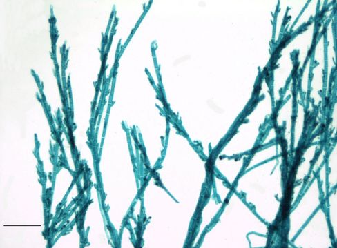 Image of Audouinella