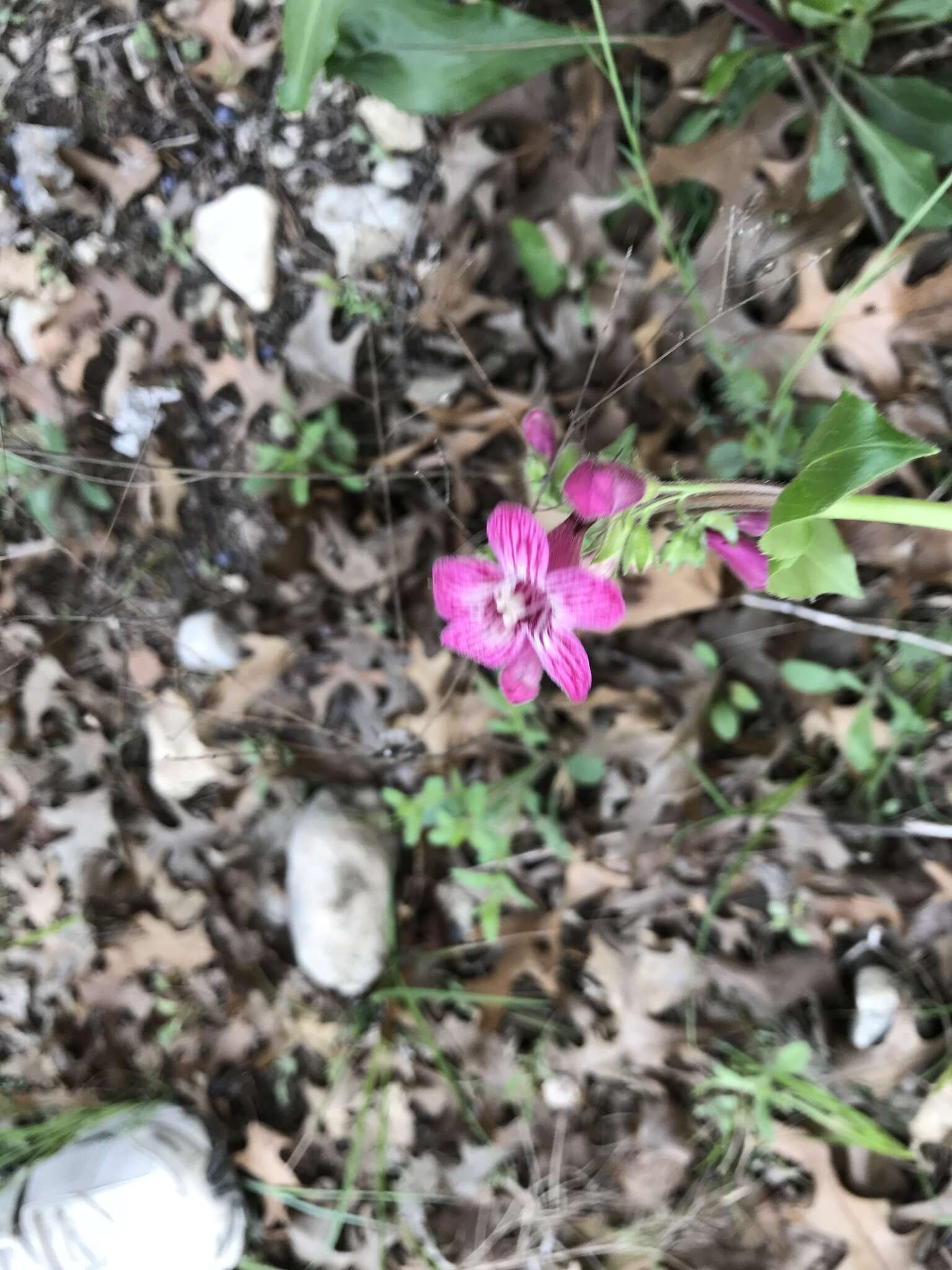 Слика од Penstemon triflorus Heller