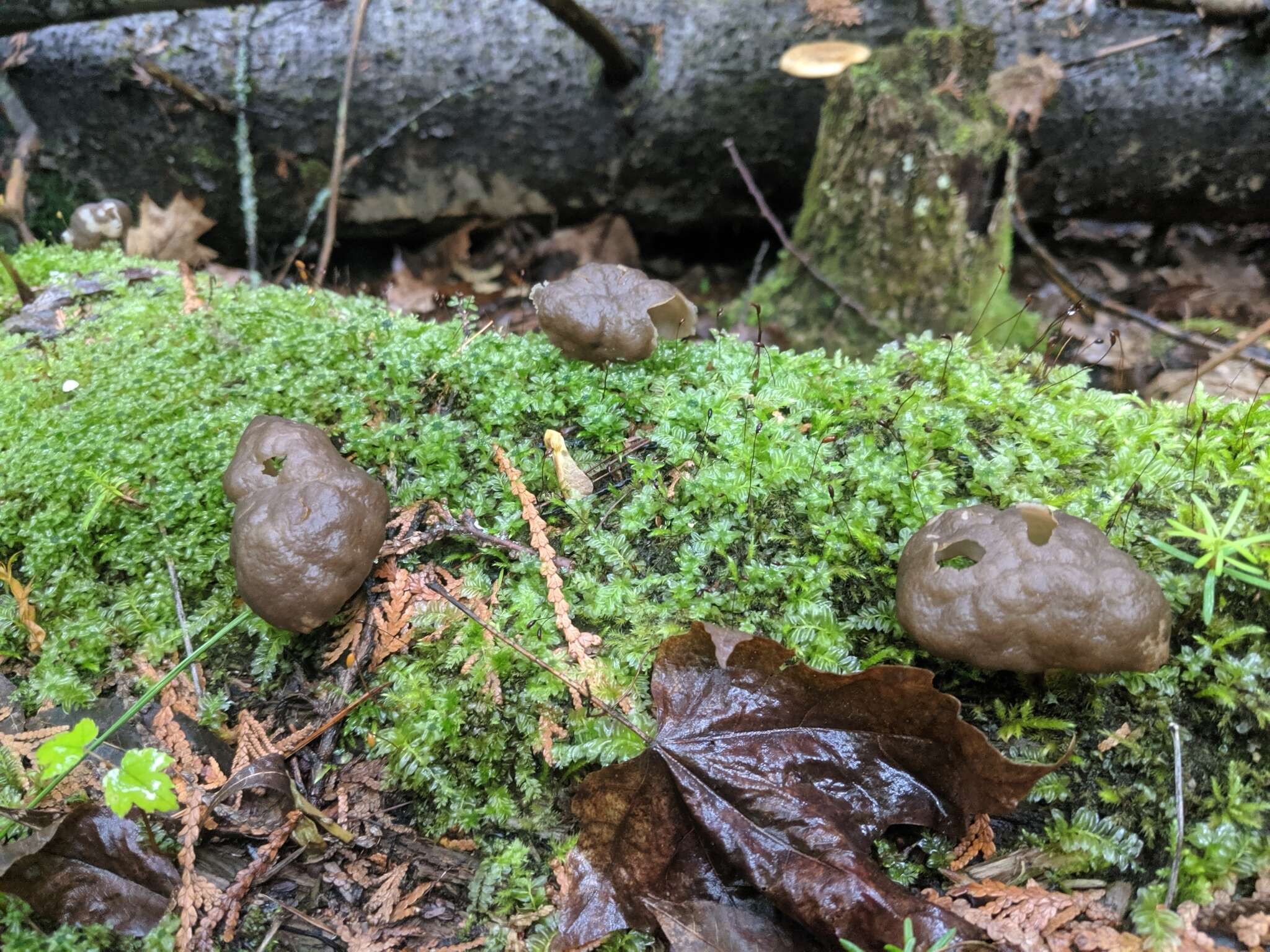 Image of Gyromitra sphaerospora (Peck) Sacc. 1889